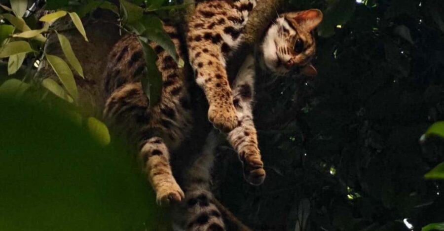 From Hanoi Explore Fresh Nature, See Wild Animal & Fireflies