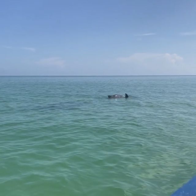 From Holbox: 3-Islands Wildlife and Swimming Boat Tour