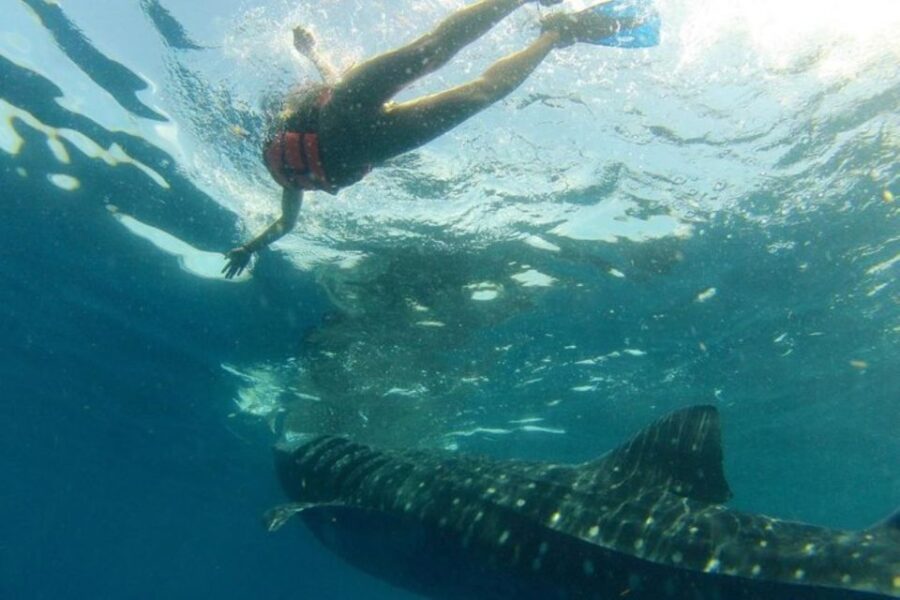 From Holbox Island: Whale Shark Tour