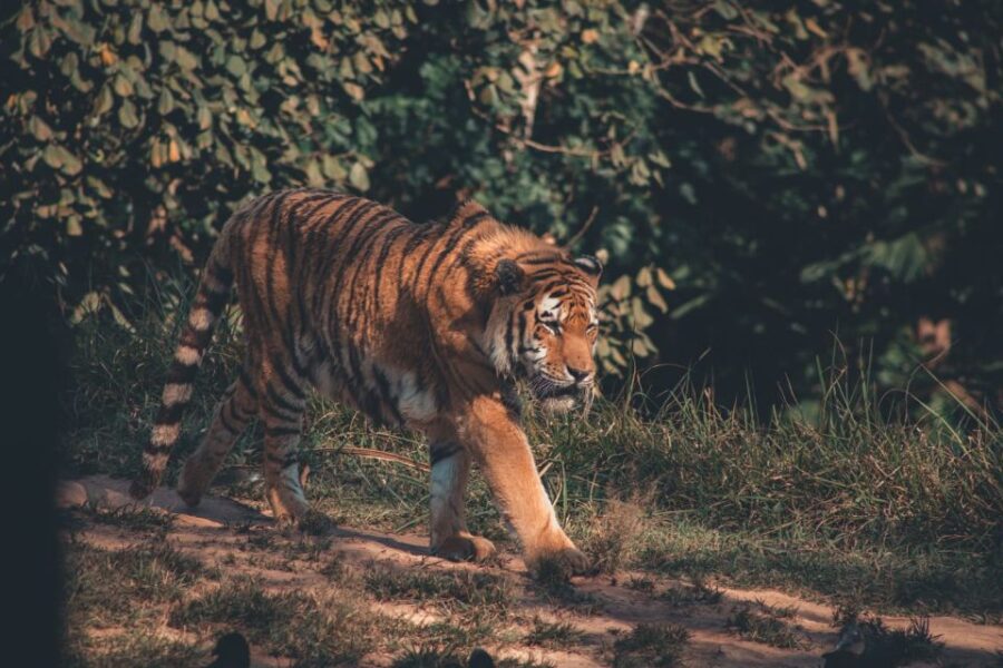 From Jaipur : 2 Days 1 Night Ranthambore Tiger Safari Tour