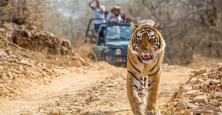 From Jaipur: Ranthambore Tiger Safari One Day Trip