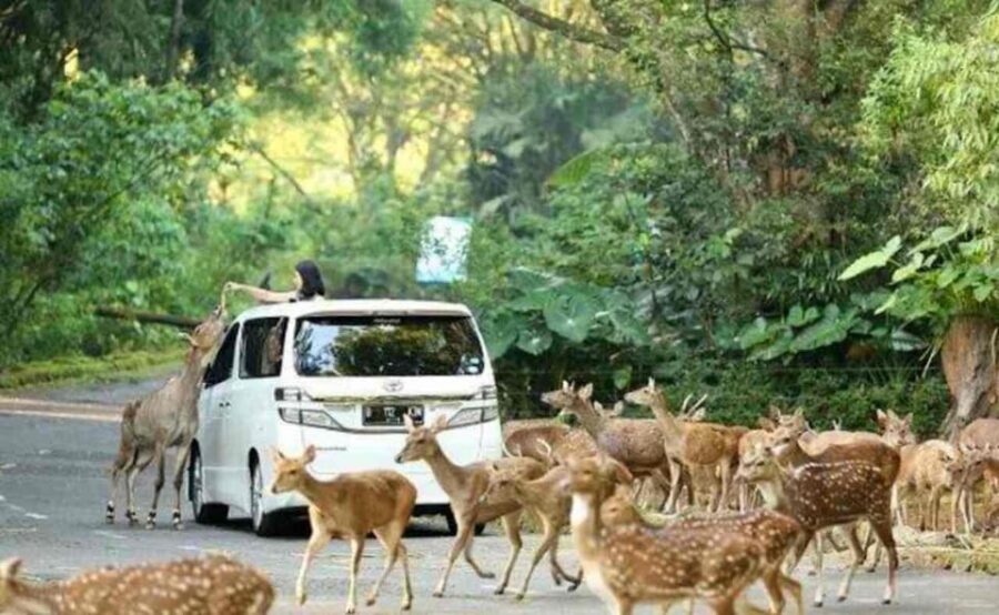 From Jakarta: Explore Safari Park,Waterfall & Tea Plantation
