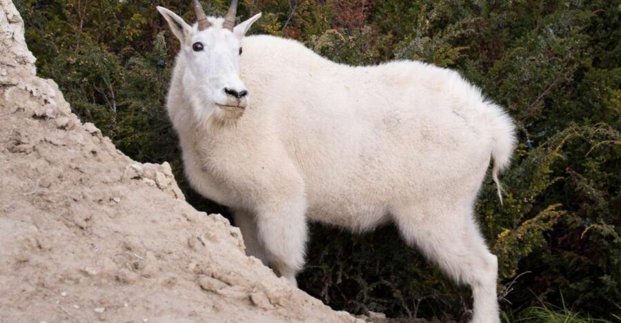 From Jasper: Jasper National Park Wildlife Discovery Tour