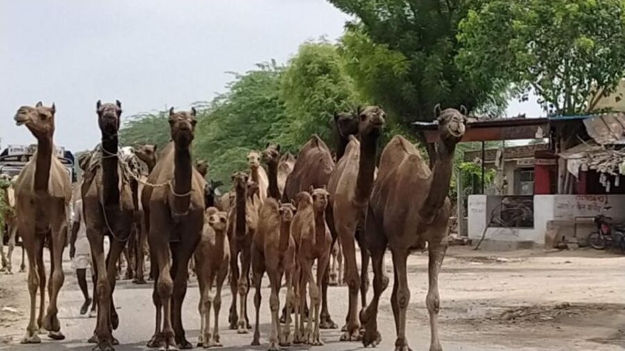 From Jodhpur: Half-Day Tour, Camel Ride, & Dinner in Osian