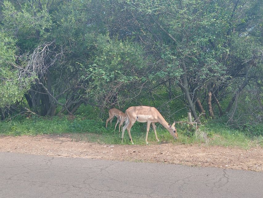 From Johannesburg: 7-Day Kruger National Park Tour - Arrival and Afternoon Safari