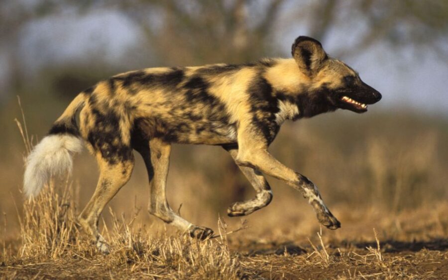 From Johannesburg: Cheetah Tour