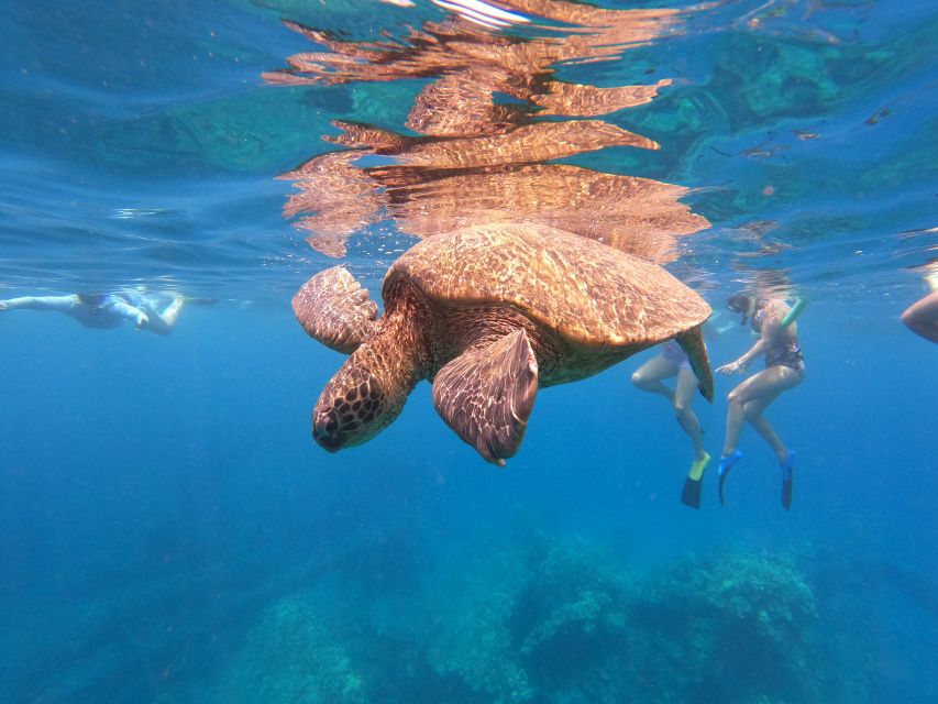 From Kaanapali Beach: West Maui Half-Day Snorkel Adventure - Overview and Pricing