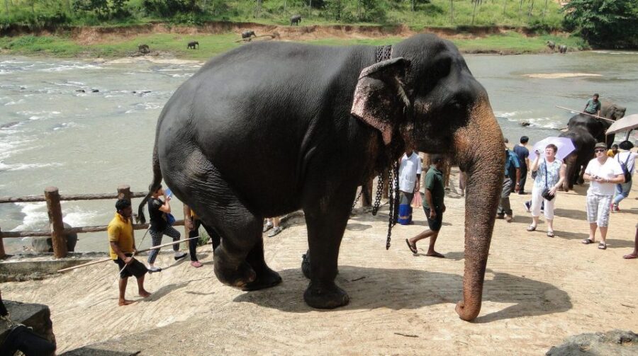 From Kandy: Pinnawala and Botanical Garden Tour By Tuk Tuk - Tour Overview and Pricing