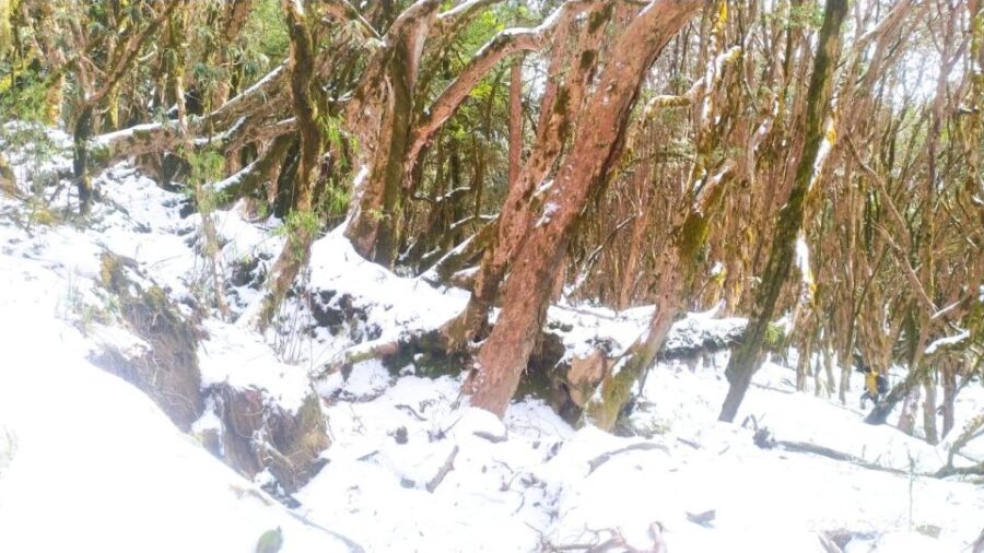 From Kathmandu :Budget 7 Night 8 Days Mardi Himal Trek