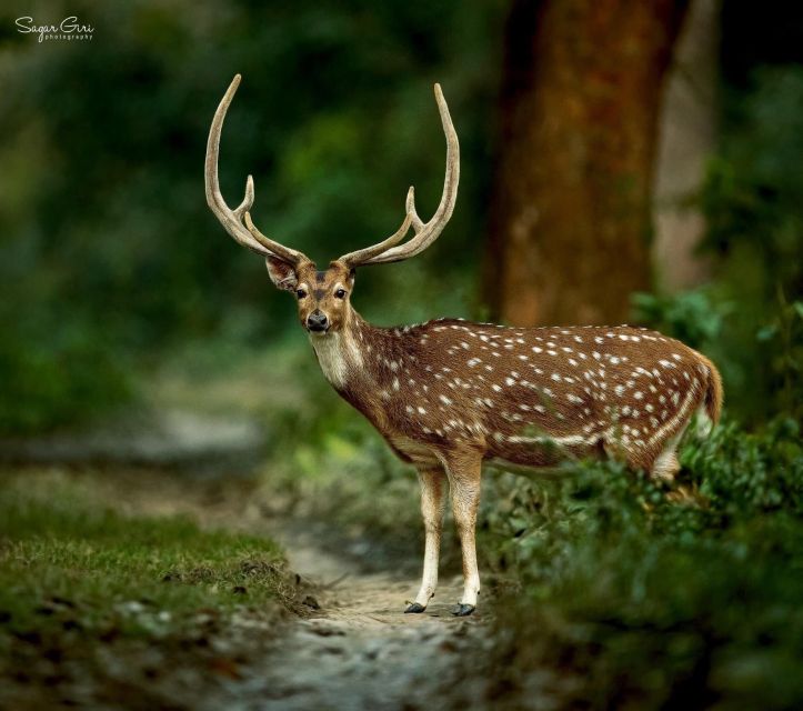 From Kathmandu or Pokhara: 3 Nights Chitwan Jungle Safari - Overview and Pricing
