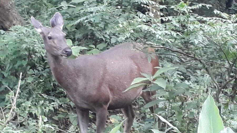 From Kathmandu or Pokhara: 4-Day Chitwan National Park Tour