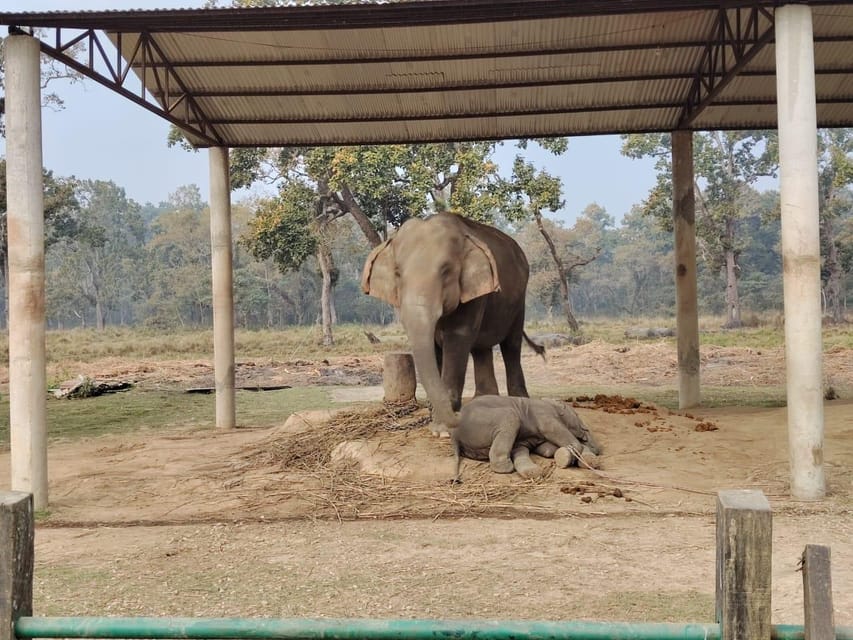 From Kathmandu / Pokhara : 3 Nights Chitwan Jungle Safari