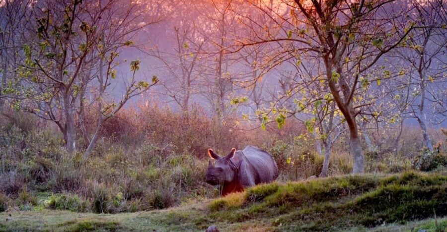 25 Best Safari Tours In Kathmandu