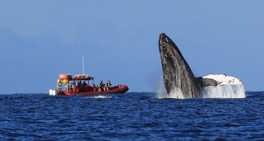 From Kihei: Guided Humpback Whale Migration Cruise