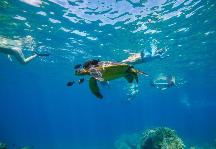 From Kihei: Molokini Snorkeling Adventure Tour - Tour Overview and Pricing
