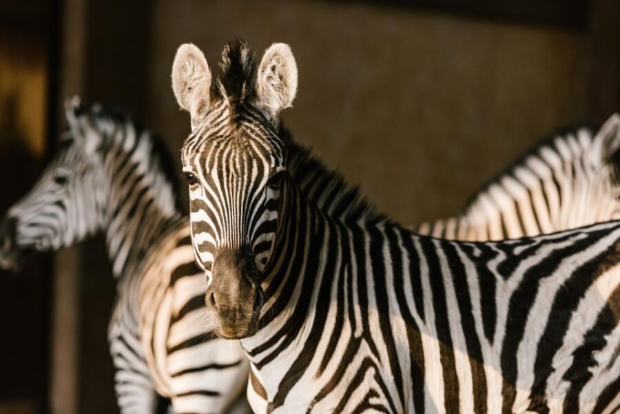 From Krakow: Zoo Trip With Transfer