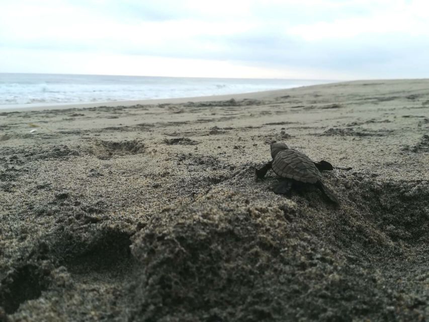 From La Crucecita: Turtle Release & Bioluminescent Plankton