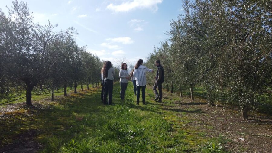 From La Rioja: Tour Olive Groves and Mill With Tasting - Tour Overview