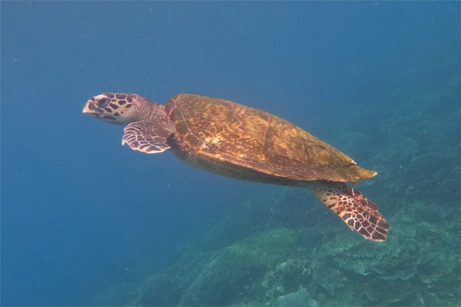 From Labuan Bajo: Dragons Tour & Island Hopping With All Fee