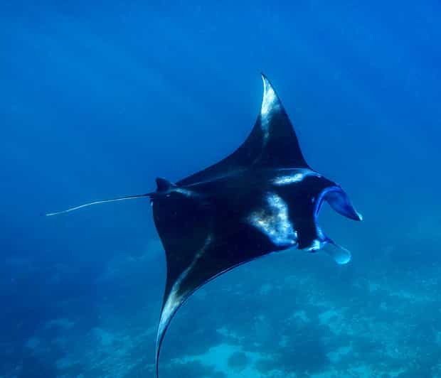 From Lembongan: 1-Day Nusa Penida Snorkeling + Private Boat - Tour Overview