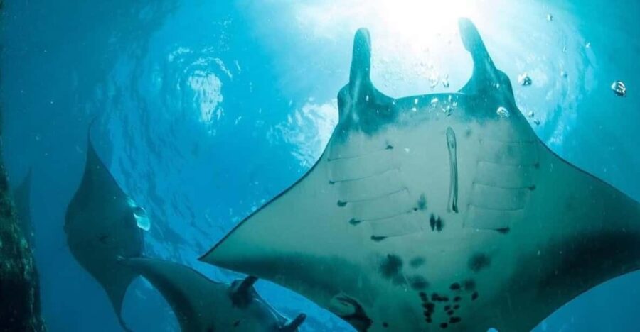 From Lembongan: Nusa Penida Private Boat Snorkeling 4 Spots