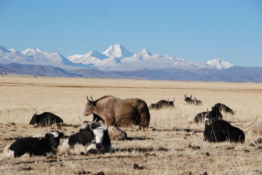 From Lhasa: 14-DAY Tour With 3-Day Trek Around Mount Everest
