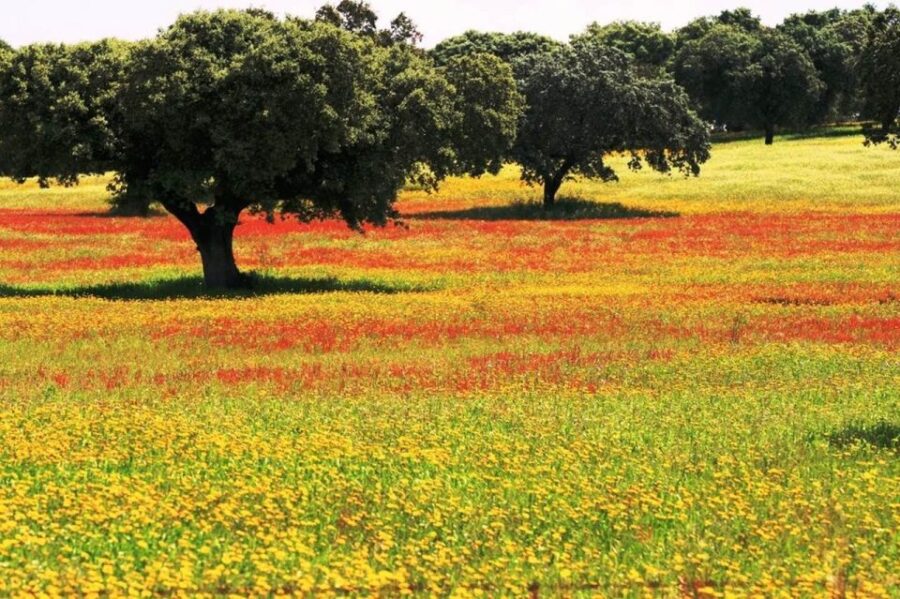 From Lisbon: Évora and Monsaraz Day Tour With Wine Tasting