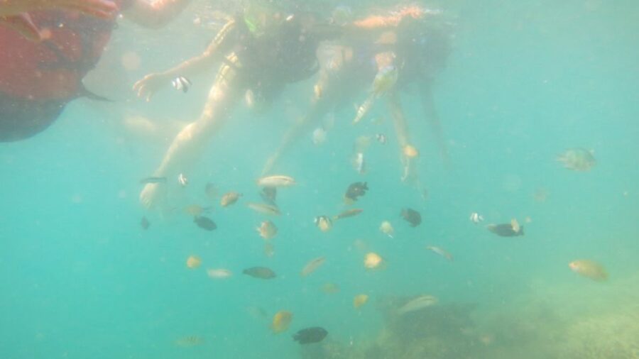 From Lombok: Southern Gilis Private Snorkelling Day Trip - Trip Overview