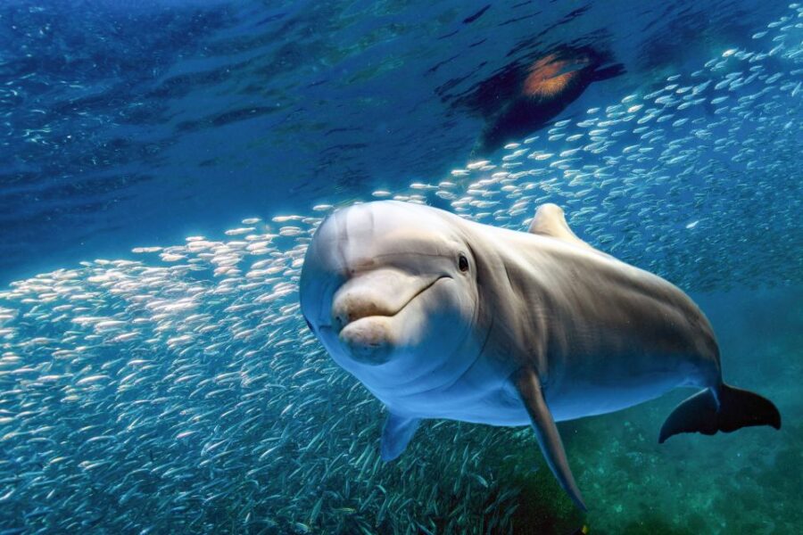 From Maalaea Harbor: Lanai Snorkel and Dolphin Adventure