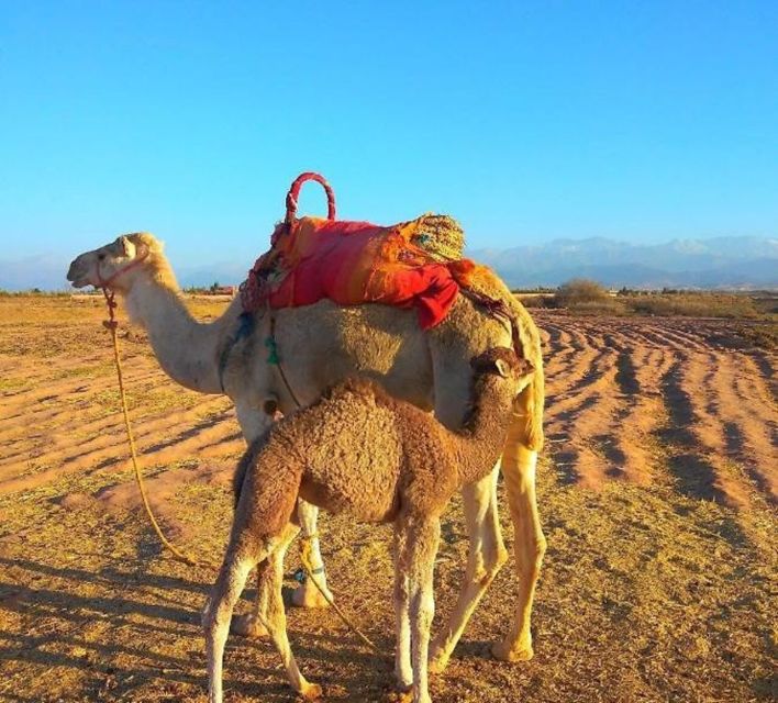 From Marrakech: Agafay Desert Dinner With Quad or Camel Ride