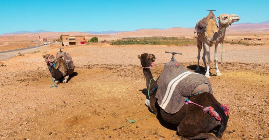From Marrakech: Atlas Mountains Day Trip With Camel Ride