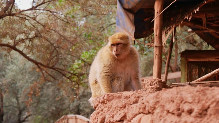 From Marrakech: Full-Day Tour to Ouzoud Falls With Boat Trip