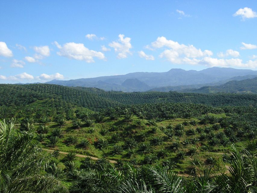 From Medan: Mount Leuser National Park Full-Day Trip