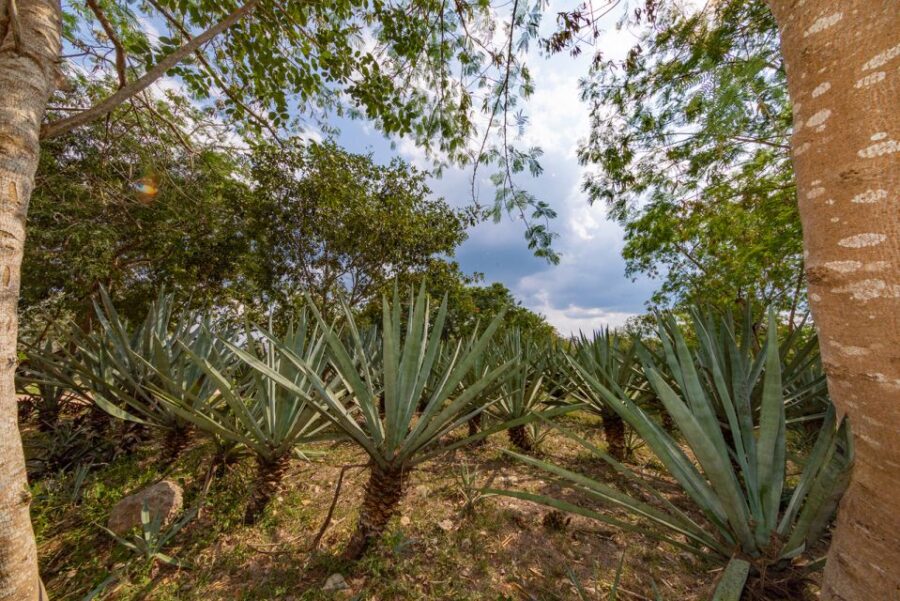 From Mérida: Haciendas of Yucatán