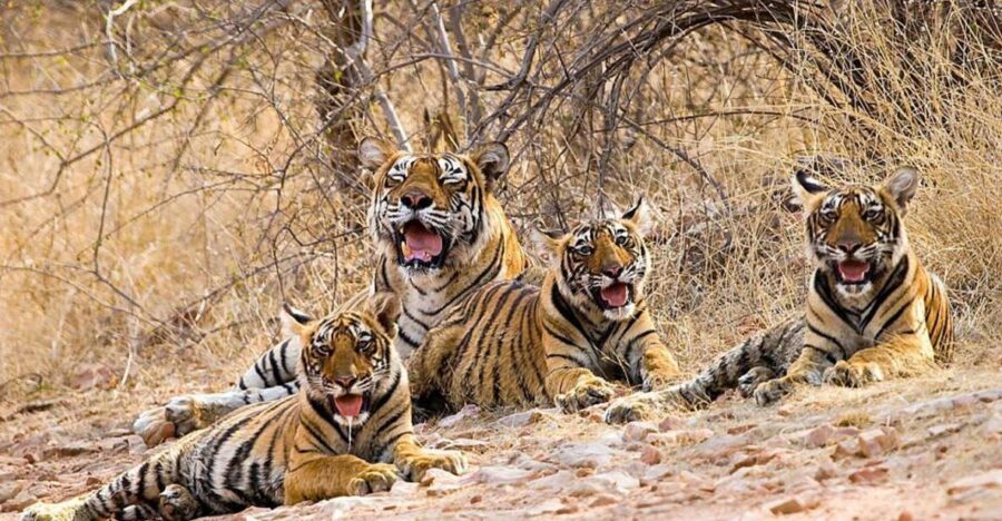 From New Delhi: 5-Day Golden Triangle Trip With Ranthambore