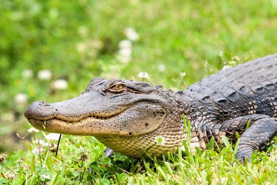 From New Orleans: Airboat Adventure Tour