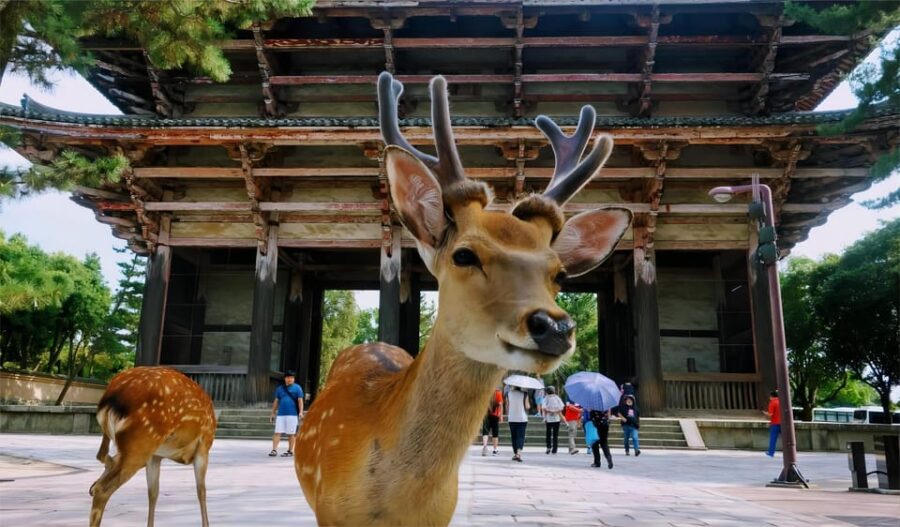 From Osaka: Kyoto and Nara Day Tour With Deer Sightings