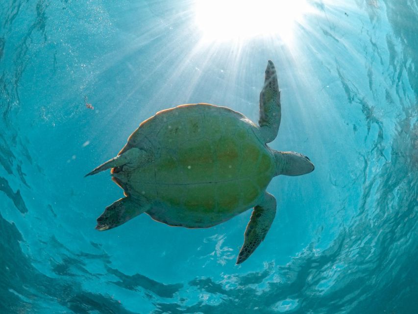 From Playa Del Carmen: Cenote and Swimming With Sea Turtles