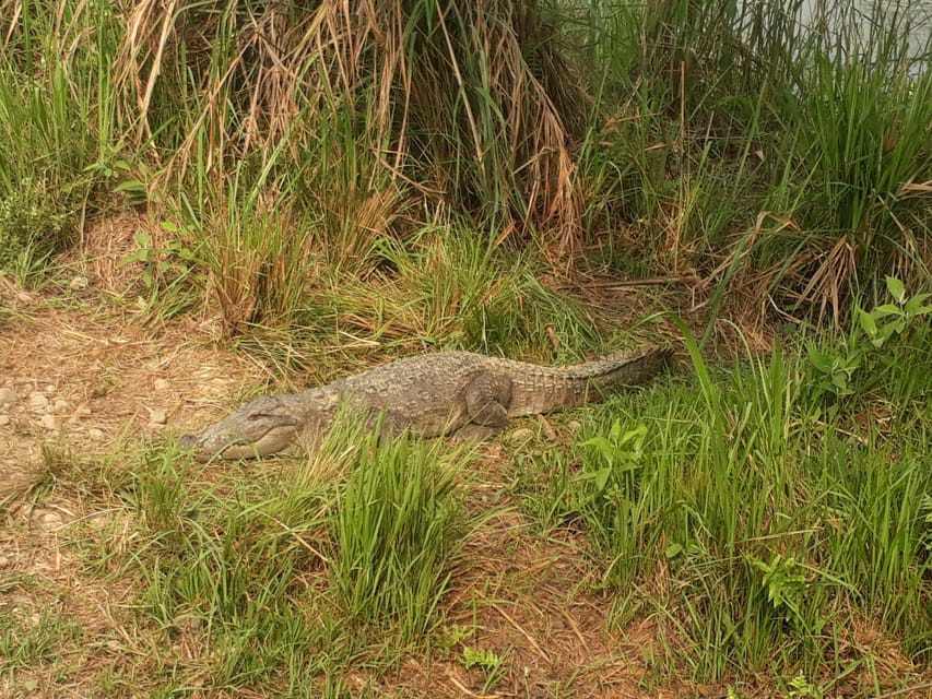 From Pokhara: 2-Day Chitwan National Park Safari Tour