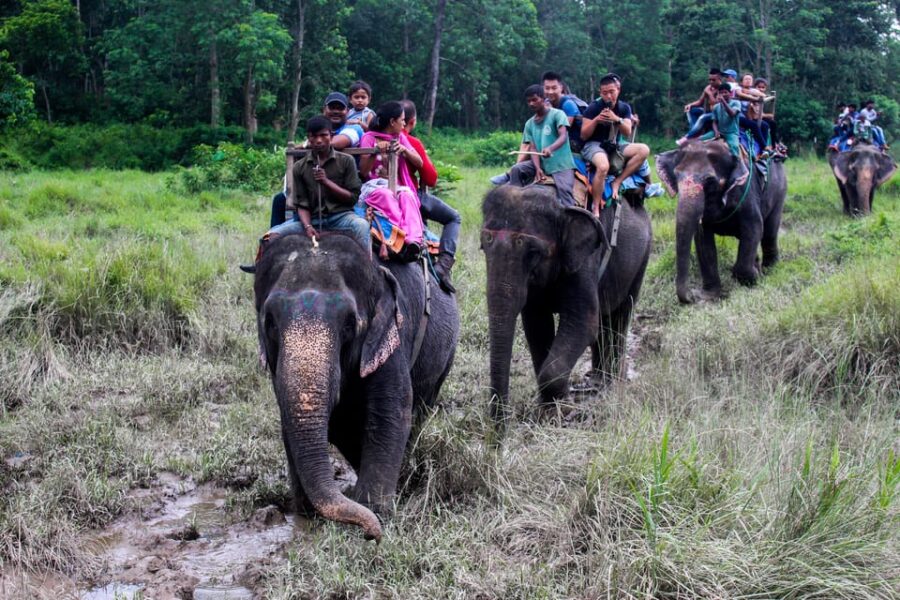 From Pokhara: 2 Night 3 Day Chitwan Wildlife Jungle Tour - Tour Overview and Pricing