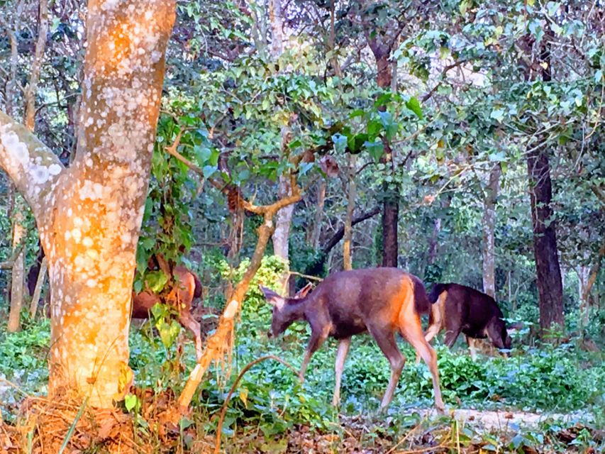 From Pokhara: 2 Night 3 Day Chitwan Wildlife Jungle Tour - Tour Overview