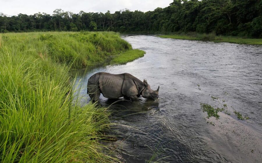 From Pokhara: 3-Days Chitwan Safari Tour With Hotel Transfer