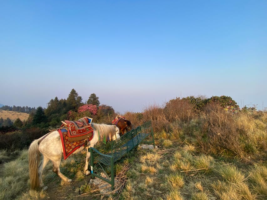 From Pokhara: Poon Hill Day Tour With Short Hiking