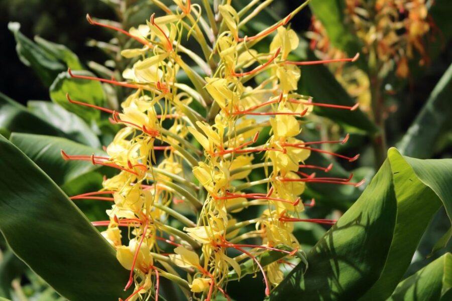 From Ponta Delgada: 2-Day São Miguel Island West & East Tour