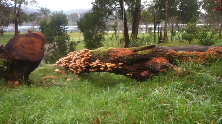From Ponta Delgada: Furnas Lake Shore 4x4 Guided Day Trip