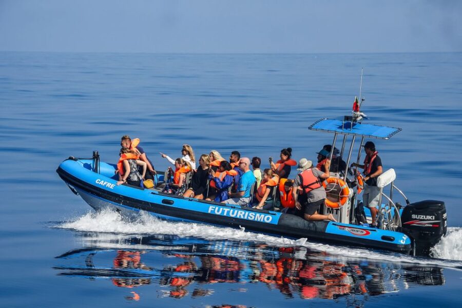 From Ponta Delgada: Whale and Dolphin Watching Trip - Overview and Booking Details