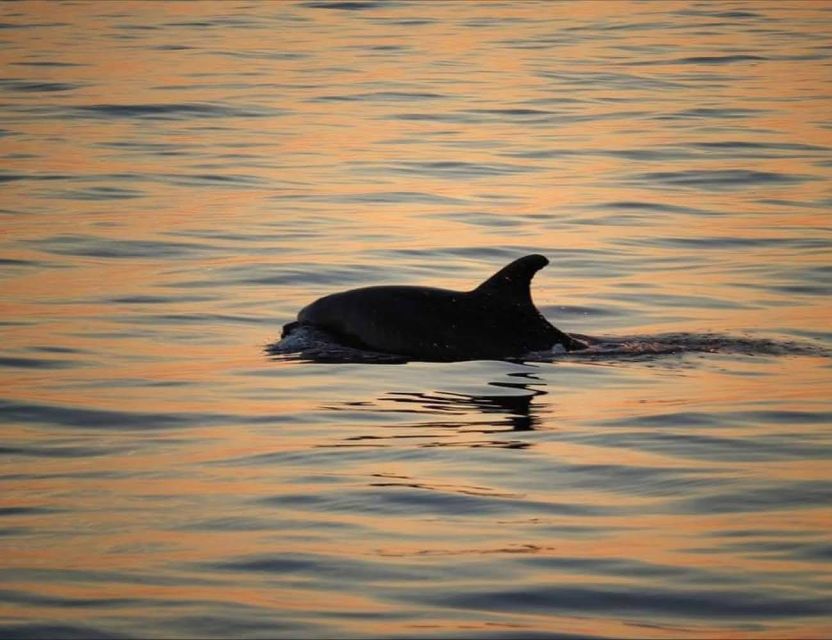From Poreč: Evening Dolphin Cruise With Welcome Drink - Activity Details