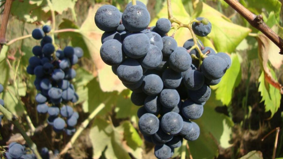 From Porto: Exclusive Douro Valley All-Inclusive Tour