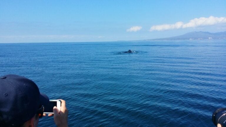 From Puerto Vallarta/Nuevo Vallarta: Whale Watching Cruise