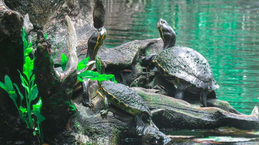 From Riviera Maya: 3 Cenotes Adventure With Lunch